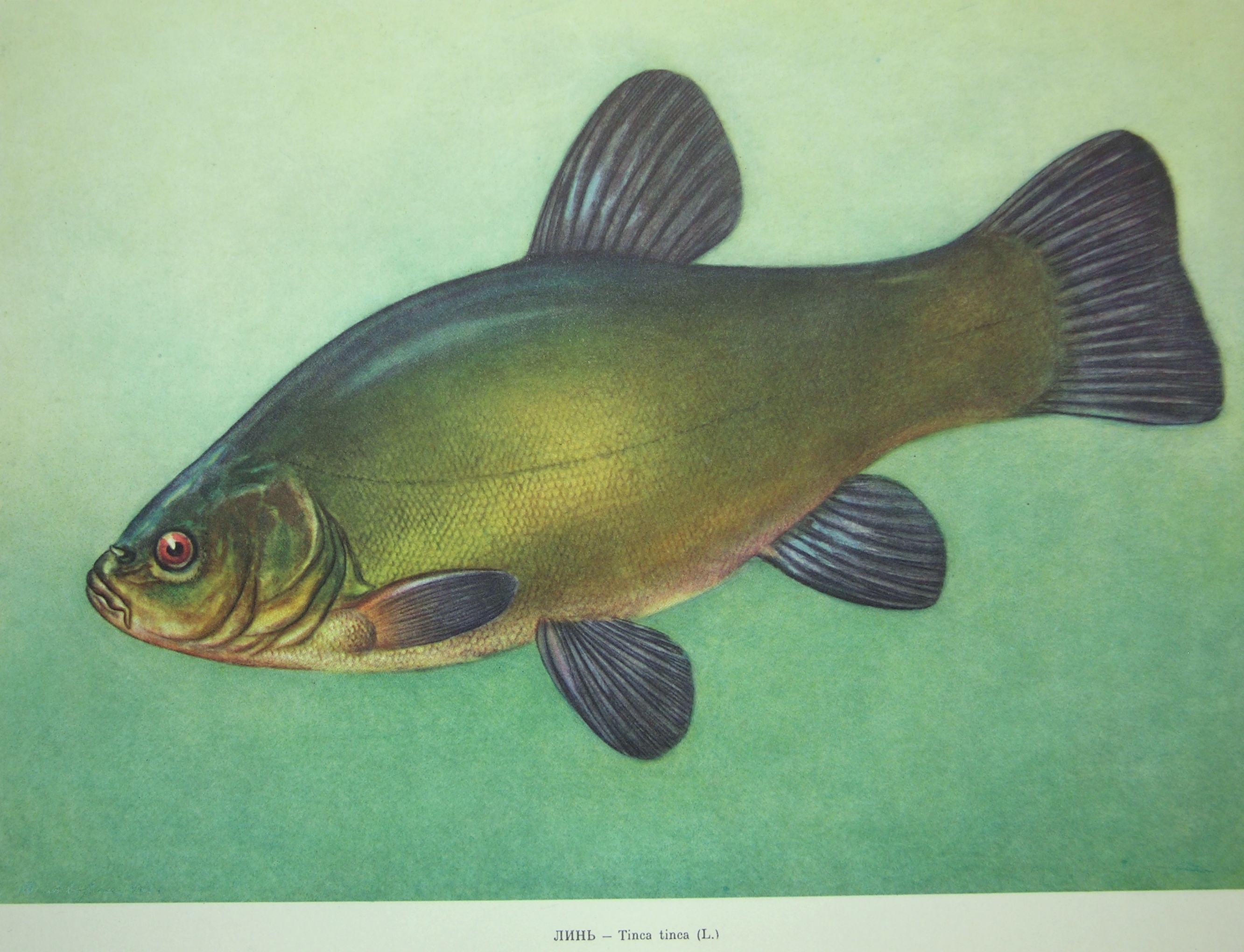 Tinca tinca (Linnaeus, 1758)